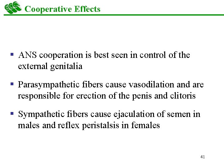 Cooperative Effects § ANS cooperation is best seen in control of the external genitalia