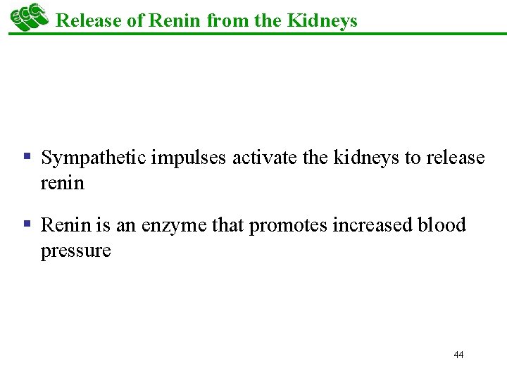 Release of Renin from the Kidneys § Sympathetic impulses activate the kidneys to release