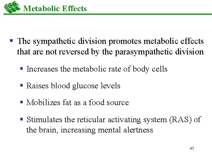 Metabolic Effects § The sympathetic division promotes metabolic effects that are not reversed by