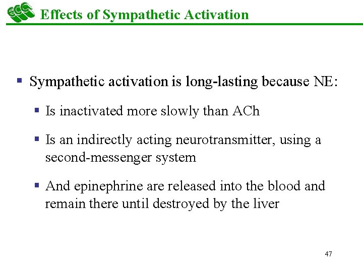 Effects of Sympathetic Activation § Sympathetic activation is long-lasting because NE: § Is inactivated