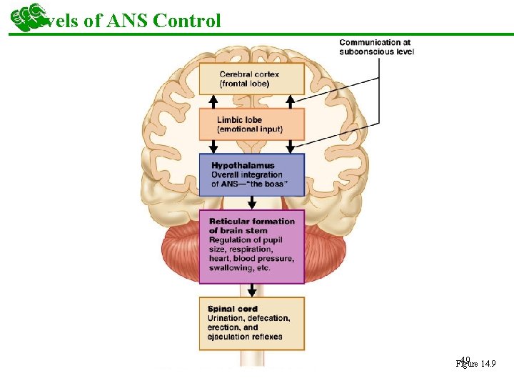 Levels of ANS Control 49 14. 9 Figure 