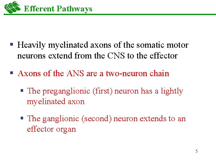 Efferent Pathways § Heavily myelinated axons of the somatic motor neurons extend from the