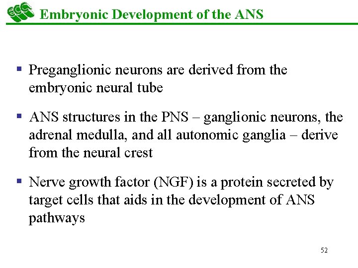 Embryonic Development of the ANS § Preganglionic neurons are derived from the embryonic neural