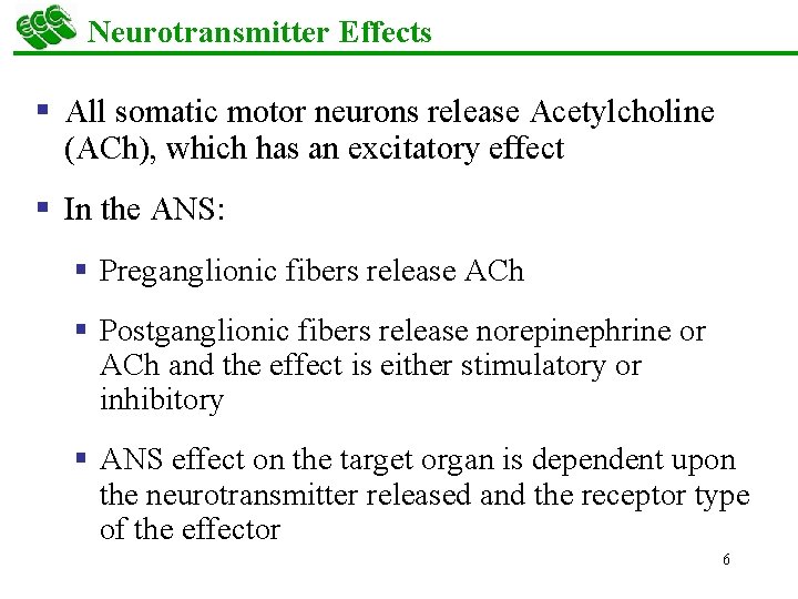 Neurotransmitter Effects § All somatic motor neurons release Acetylcholine (ACh), which has an excitatory