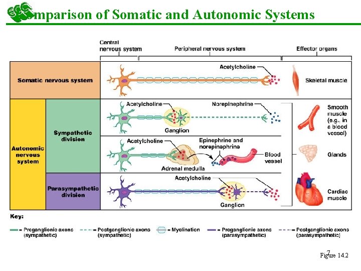 Comparison of Somatic and Autonomic Systems 7 14. 2 Figure 