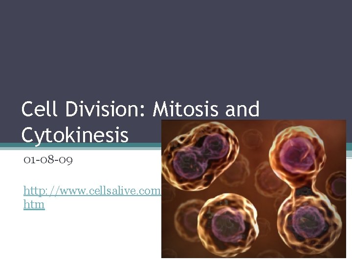 Cell Division: Mitosis and Cytokinesis 01 -08 -09 http: //www. cellsalive. com/mitosis. htm 