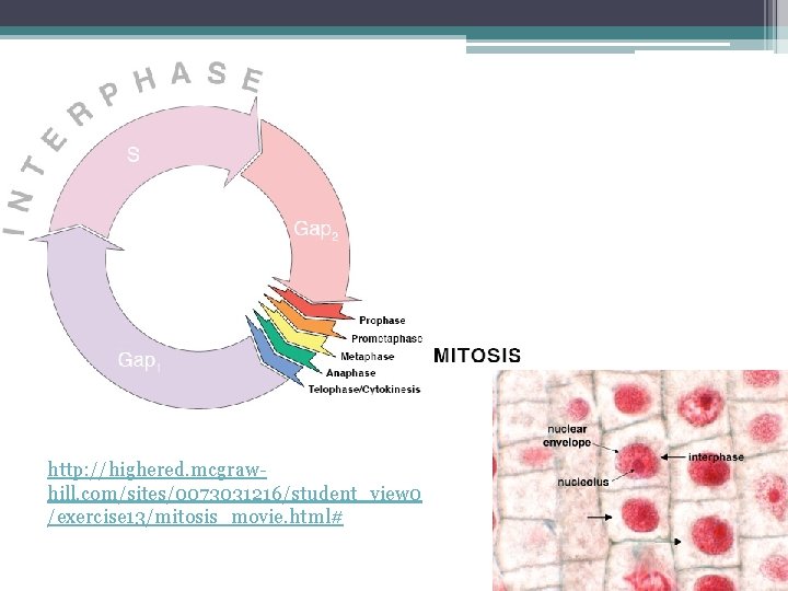  • http: //highered. mcgrawhill. com/sites/0073031216/student_view 0 /exercise 13/mitosis_movie. html# 