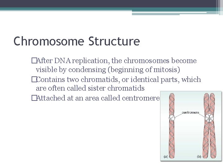 Chromosome Structure �After DNA replication, the chromosomes become visible by condensing (beginning of mitosis)