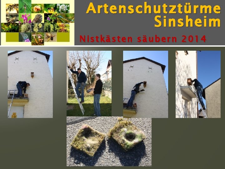 Artenschutz türme Sinsheim Nistkästen säubern 2014 
