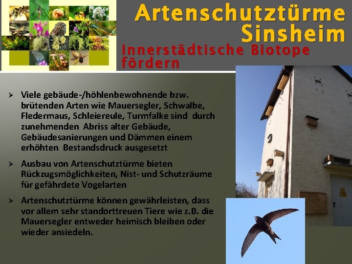 Artenschutz türme Sinsheim Innerstädtische Biotope fördern Ø Viele gebäude-/höhlenbewohnende bzw. brütenden Arten wie Mauersegler,