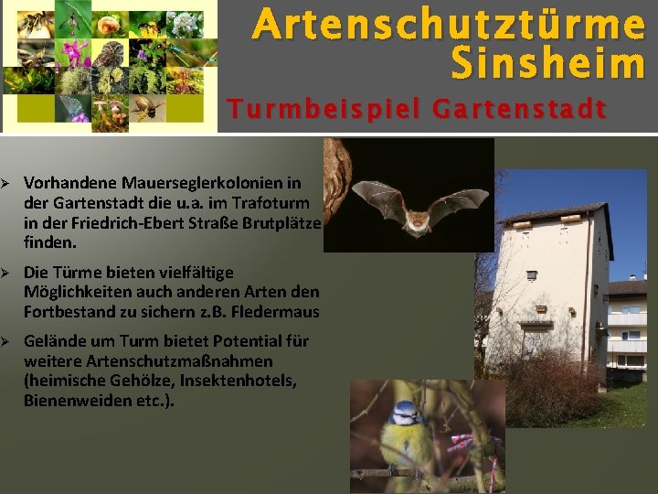 Artenschutz türme Sinsheim Turmbeispiel Gartenstadt Ø Vorhandene Mauerseglerkolonien in der Gartenstadt die u. a.