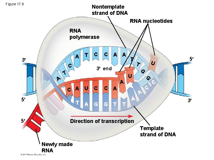 Figure 17. 9 Nontemplate strand of DNA RNA nucleotides RNA polymerase A 3 T