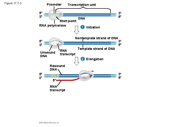 Figure 17. 7 -3 Promoter Transcription unit 5 3 Start point RNA polymerase 3