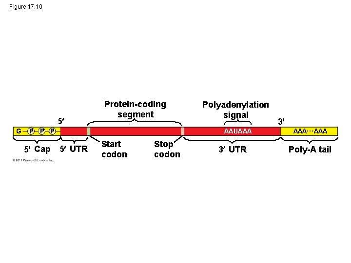 Figure 17. 10 5 G Protein-coding segment P P P 5 Cap 5 UTR