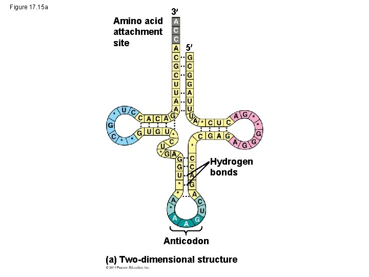 Figure 17. 15 a Amino acid attachment site 3 5 Hydrogen bonds Anticodon (a)