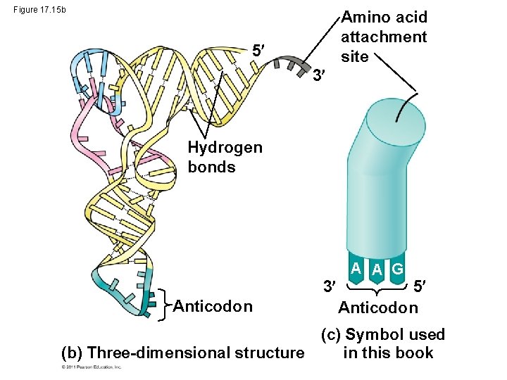 Figure 17. 15 b Amino acid attachment site 5 3 Hydrogen bonds 3 Anticodon