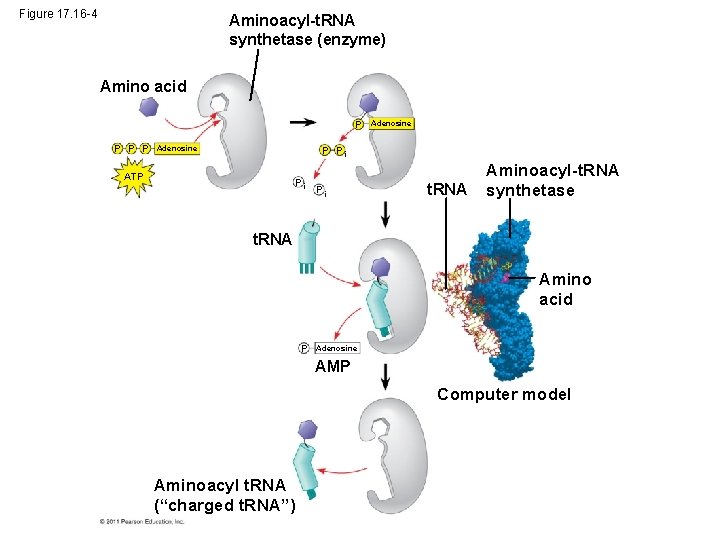 Figure 17. 16 -4 Aminoacyl-t. RNA synthetase (enzyme) Amino acid P P Adenosine P