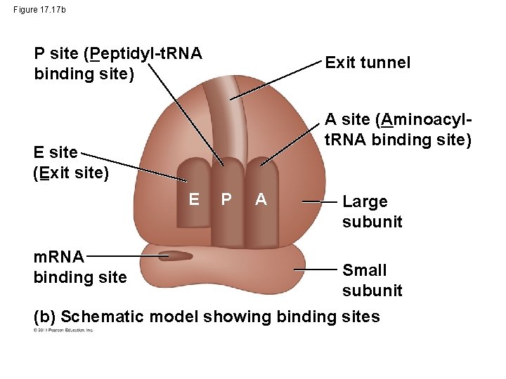 Figure 17. 17 b P site (Peptidyl-t. RNA binding site) Exit tunnel A site