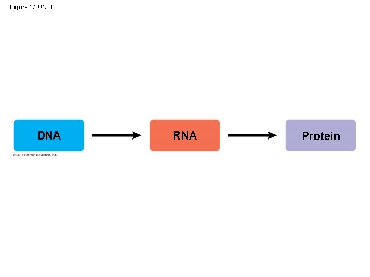 Figure 17. UN 01 DNA RNA Protein 