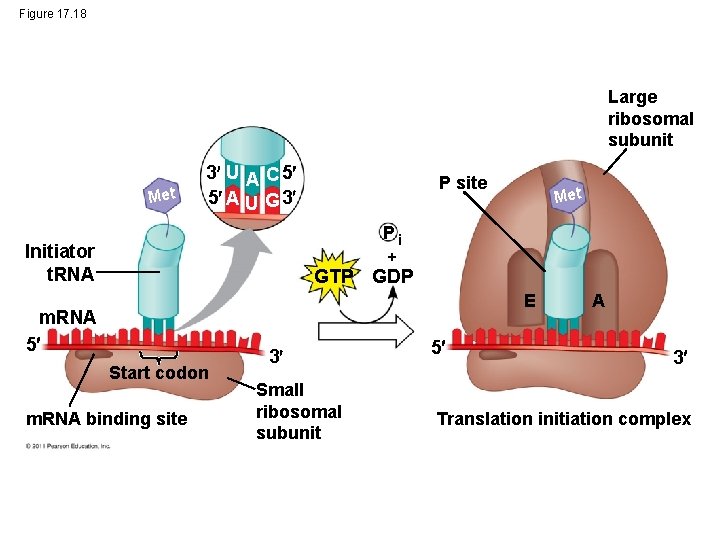 Figure 17. 18 Large ribosomal subunit Met 3 U A C 5 5 A