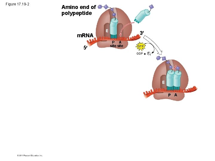 Figure 17. 19 -2 Amino end of polypeptide m. RNA 5 E 3 P