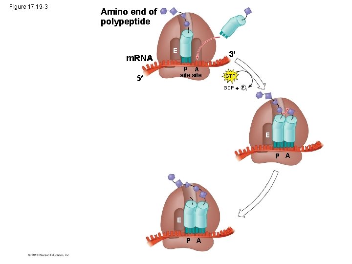 Figure 17. 19 -3 Amino end of polypeptide m. RNA 5 E 3 P