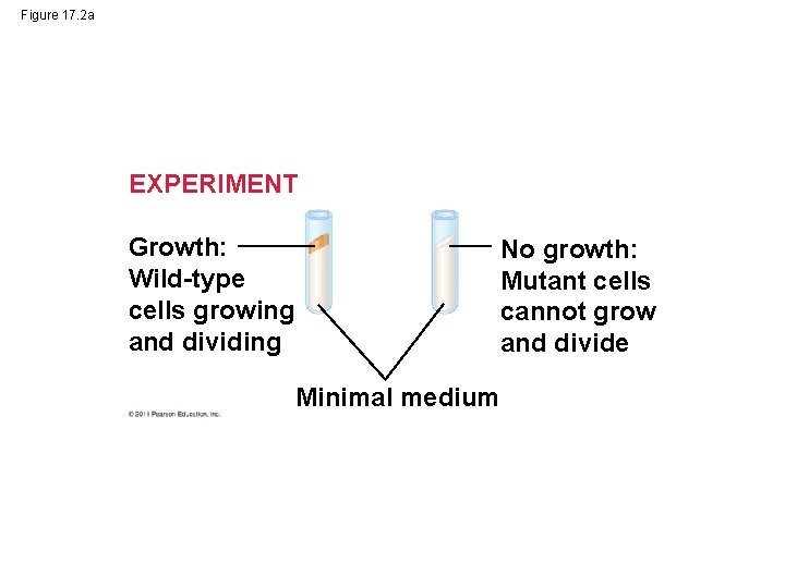 Figure 17. 2 a EXPERIMENT Growth: Wild-type cells growing and dividing No growth: Mutant