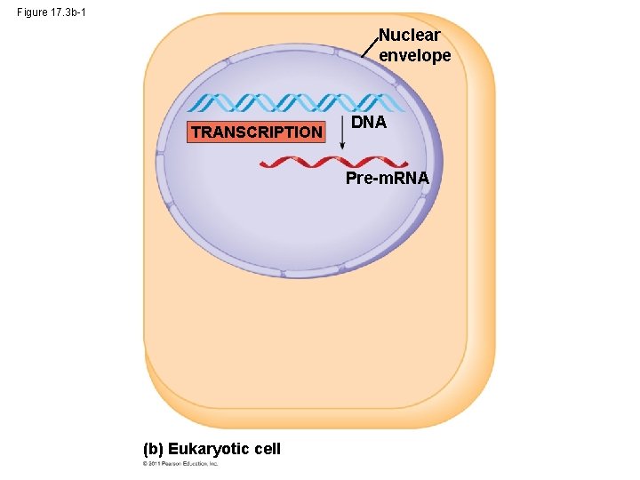 Figure 17. 3 b-1 Nuclear envelope TRANSCRIPTION DNA Pre-m. RNA (b) Eukaryotic cell 