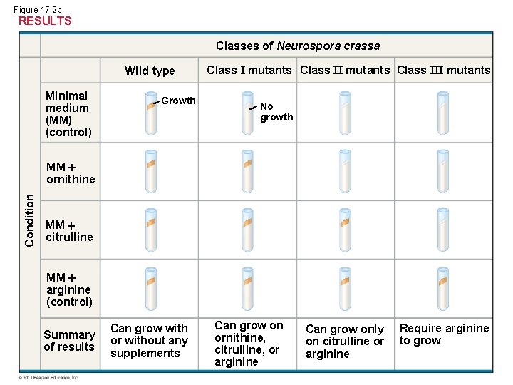 Figure 17. 2 b RESULTS Classes of Neurospora crassa Wild type Minimal medium (MM)