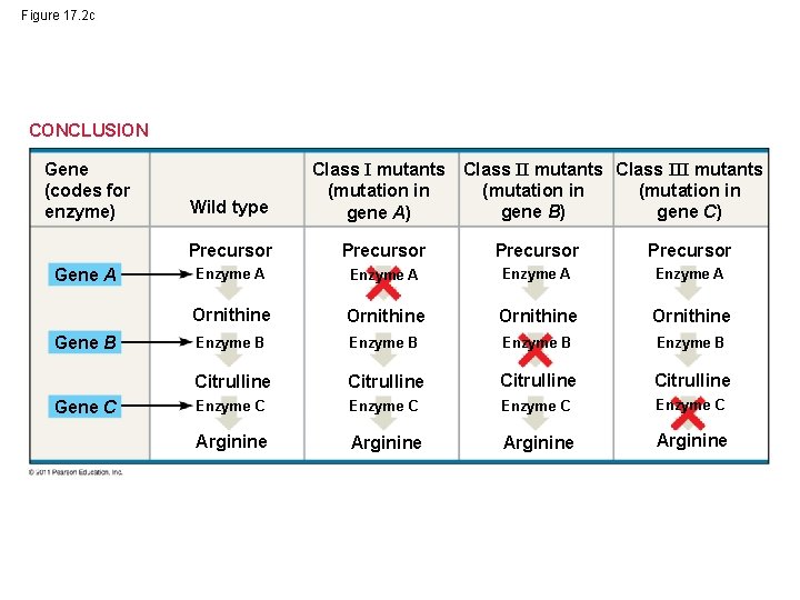 Figure 17. 2 c CONCLUSION Gene (codes for enzyme) Gene A Gene B Gene