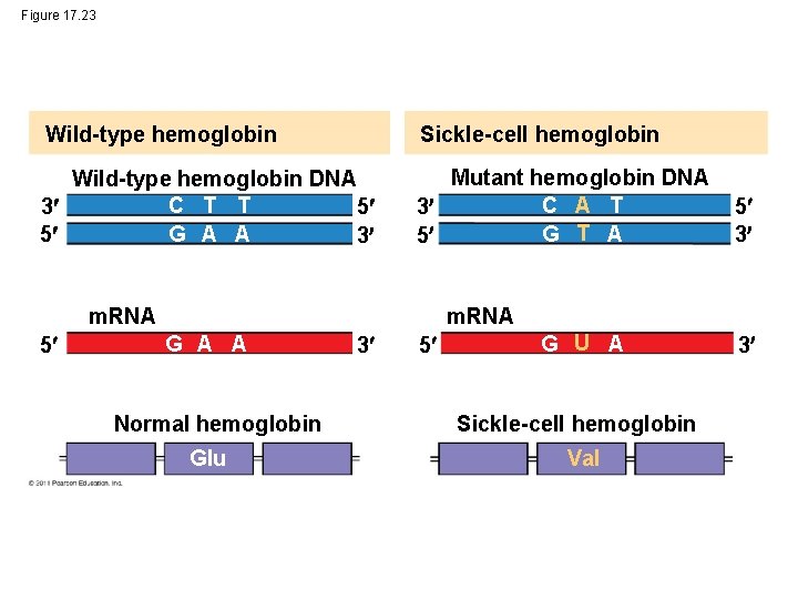 Figure 17. 23 Wild-type hemoglobin Sickle-cell hemoglobin Wild-type hemoglobin DNA C T T 3