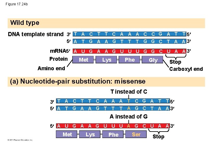 Gene To Protein Gene Expression Figure 17 Un