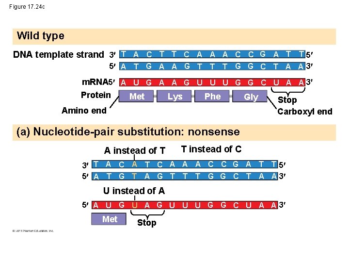 Figure 17. 24 c Wild type DNA template strand 3 T A C T