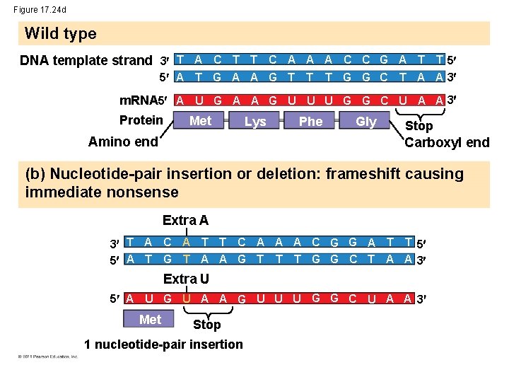 Figure 17. 24 d Wild type DNA template strand 3 T A C T