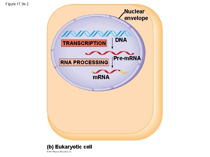 Figure 17. 3 b-2 Nuclear envelope TRANSCRIPTION RNA PROCESSING m. RNA (b) Eukaryotic cell