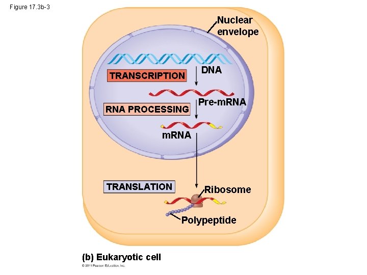 Figure 17. 3 b-3 Nuclear envelope TRANSCRIPTION RNA PROCESSING DNA Pre-m. RNA TRANSLATION Ribosome