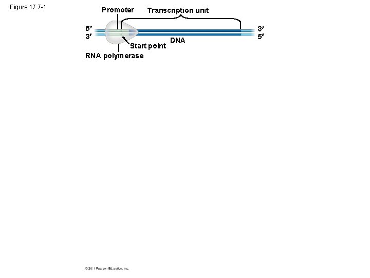 Figure 17. 7 -1 Promoter Transcription unit 5 3 Start point RNA polymerase DNA