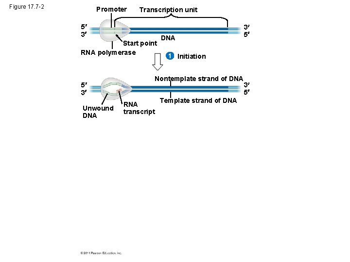 Figure 17. 7 -2 Promoter Transcription unit 5 3 Start point RNA polymerase 5