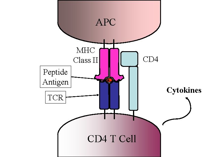 APC MHC Class II Peptide Antigen CD 4 Cytokines TCR CD 4 T Cell