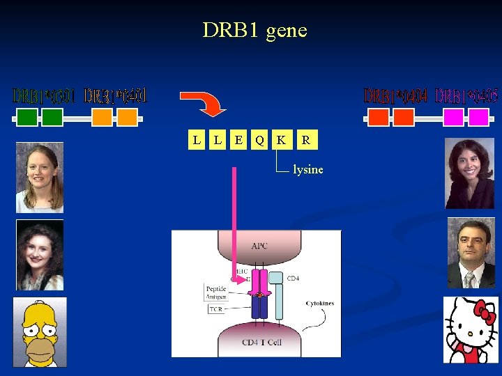 DRB 1 gene L L E Q K R lysine 