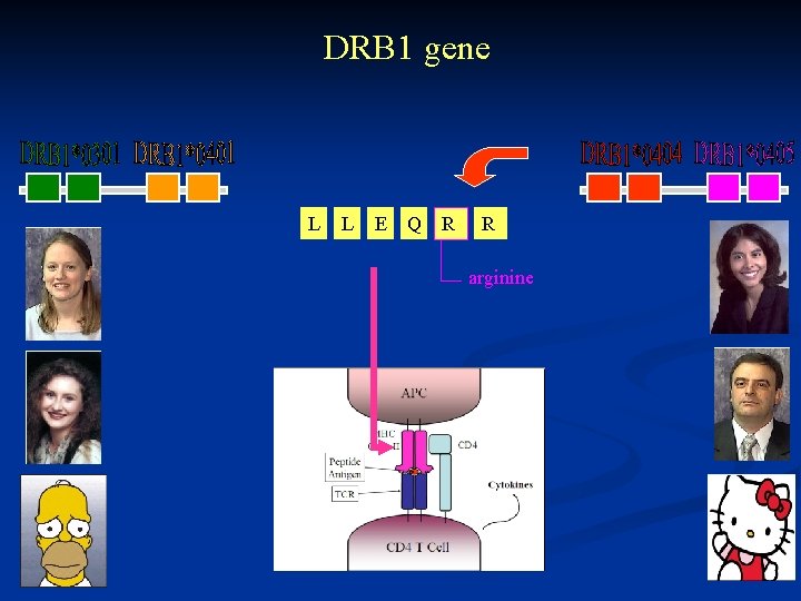DRB 1 gene L L E Q R R arginine 
