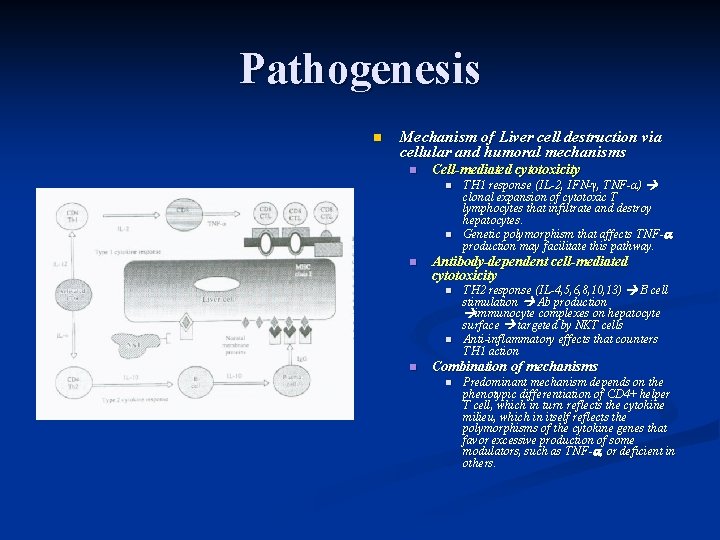 Pathogenesis n Mechanism of Liver cell destruction via cellular and humoral mechanisms n Cell-mediated