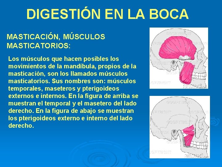 DIGESTIÓN EN LA BOCA MASTICACIÓN, MÚSCULOS MASTICATORIOS: Los músculos que hacen posibles los movimientos