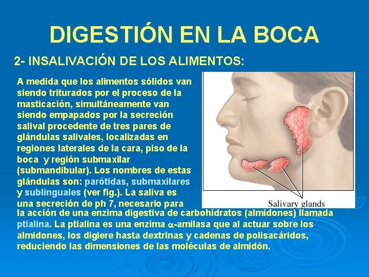 DIGESTIÓN EN LA BOCA 2 - INSALIVACIÓN DE LOS ALIMENTOS: A medida que los