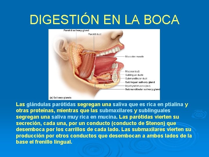 DIGESTIÓN EN LA BOCA Las glándulas parótidas segregan una saliva que es rica en