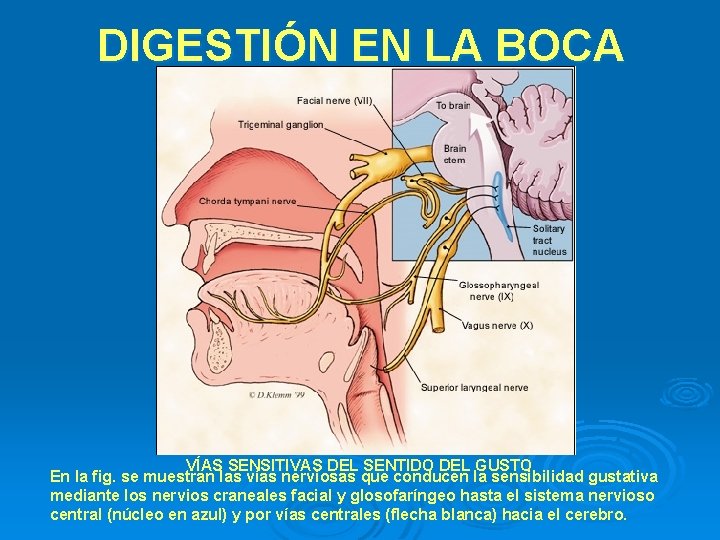 DIGESTIÓN EN LA BOCA VÍAS SENSITIVAS DEL SENTIDO DEL GUSTO En la fig. se