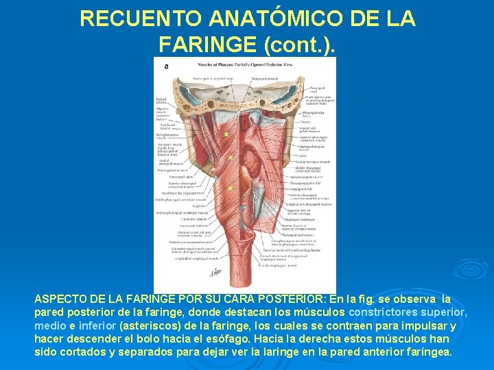 RECUENTO ANATÓMICO DE LA FARINGE (cont. ). * * * ASPECTO DE LA FARINGE