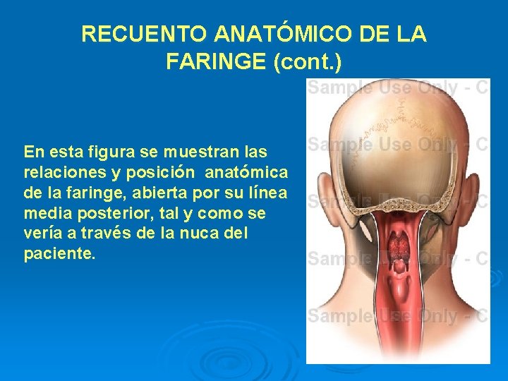 RECUENTO ANATÓMICO DE LA FARINGE (cont. ) En esta figura se muestran las relaciones