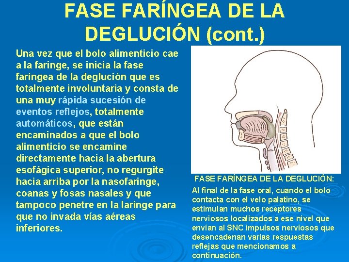 FASE FARÍNGEA DE LA DEGLUCIÓN (cont. ) Una vez que el bolo alimenticio cae