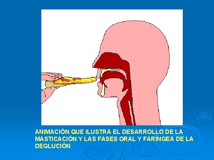 ANIMACIÓN QUE ILUSTRA EL DESARROLLO DE LA MASTICACIÓN Y LAS FASES ORAL Y FARÍNGEA